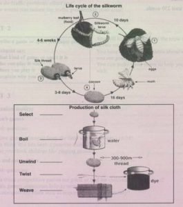 The Diagrams Below Show The Life Cycle Of The Silkworm And The Stages